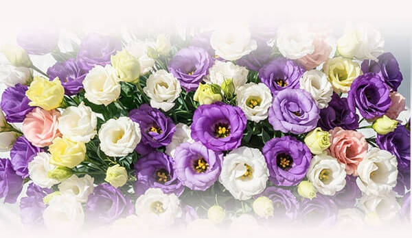 Flower-Delivery-Bangkok - Mixed Color Eustoma bouquet