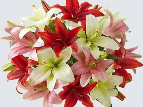 Lilies Delivery in Bangkok from Flowers-Bangkok shop