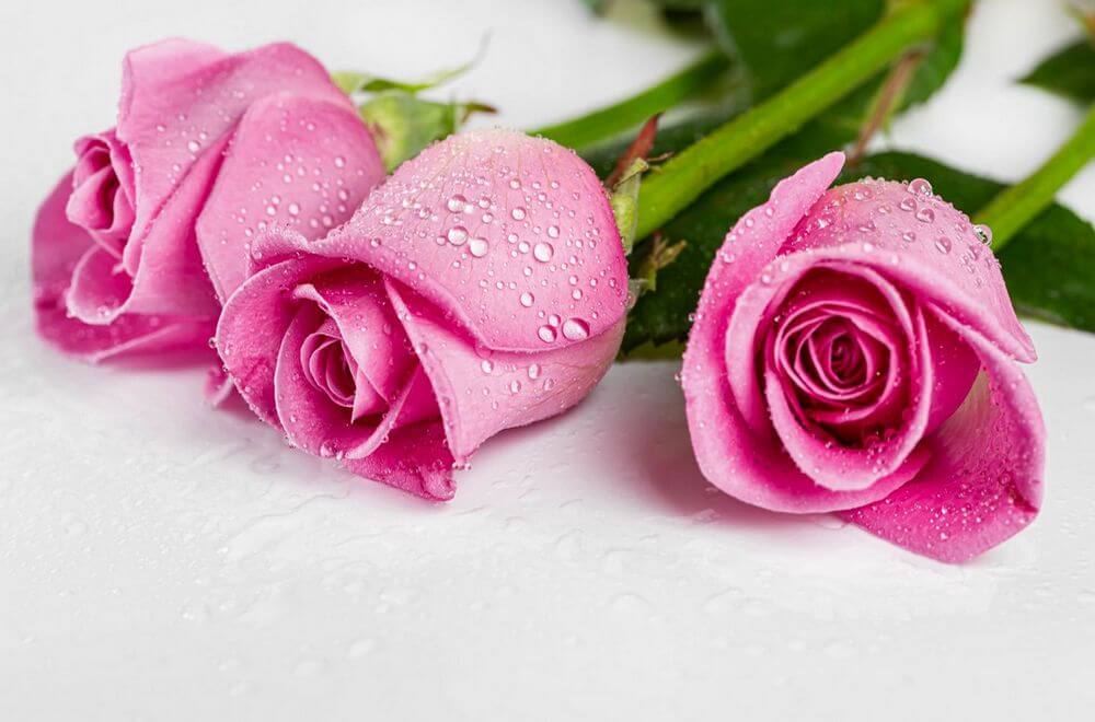 Flower care instructions from Flowers-Bangkok (bouquets, boxes, baskets) - fresh pink roses