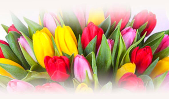 Tulips bouquets - Flower Delivery Bangkok