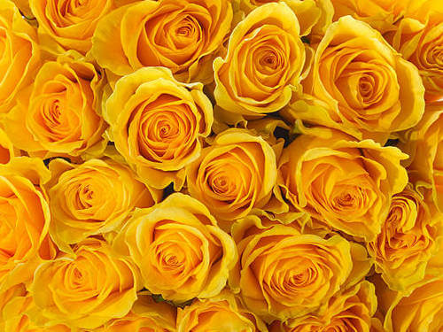 Yellow roses delivery in Bangkok