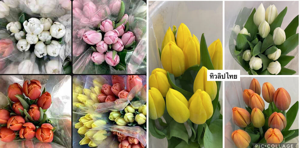 Tulips Bangkok (many colors) - Flower shop in Bnangkok