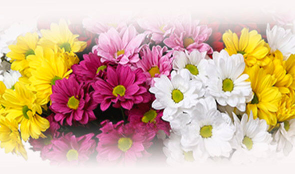 CHRYSANTHEMUM bouquets - Flower Delivery Bangkok