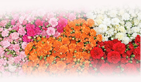Flowers-Bangkok - Carnations Flowers delivery